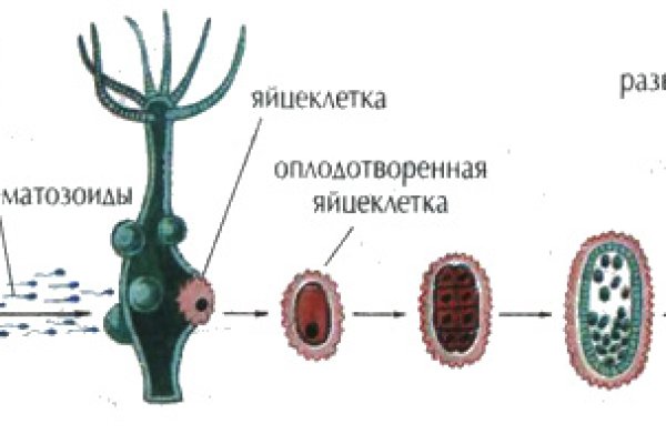 Kraken17 at сайт